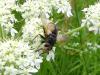 Tachina sp.